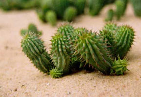Weight loss. Hoodia gordonii, a natural appetite suppressant.