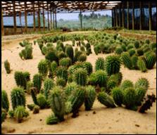 Hoodia. Hoodia - natural plant that helps fight fat.