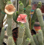 Hoodia. Hoodia - natural plant that helps fight fat.