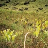 A field of Brocchinia reducta